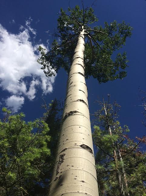 Big beautiful Aspen tree